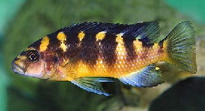 Pseudotropheus_crabro.jpg