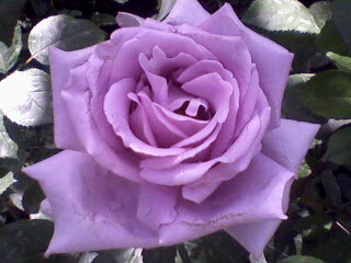 Img035B.jpg