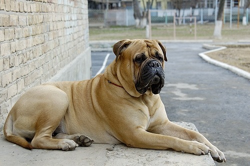 bullmastiff333x_1190778399500.jpg