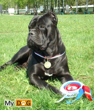 cane_corso_5.JPG