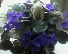 IMG0135A.jpg