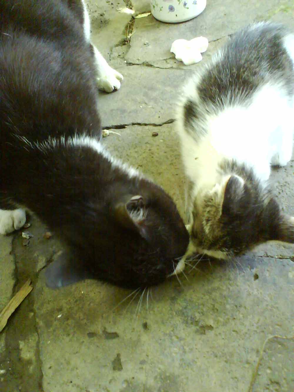 DSC00350.jpg