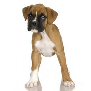 Boxer_puppy.storyview.jpg