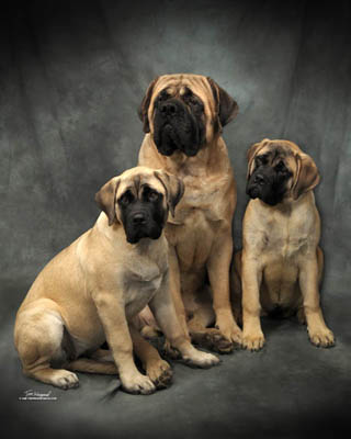 Beowulf_Mastiffs_pupimage1.jpg