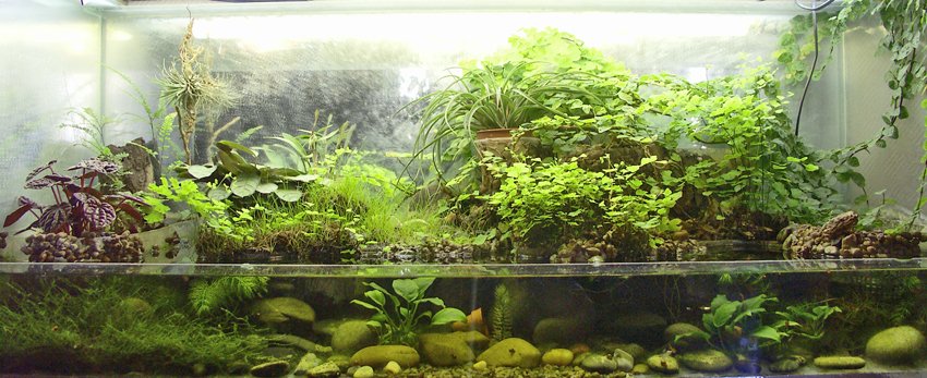 paludarium2.jpg