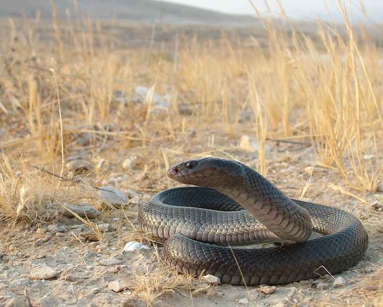 black_desert_cobra.jpg