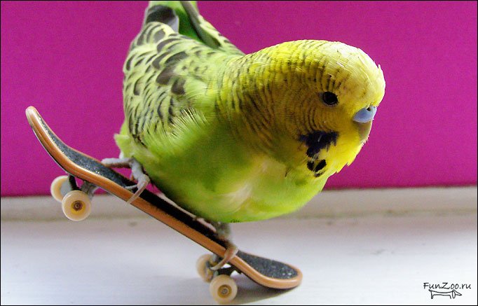 1241026793_skatebirding_03.jpg
