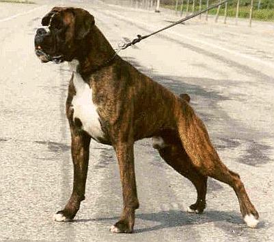 boxer1.jpg