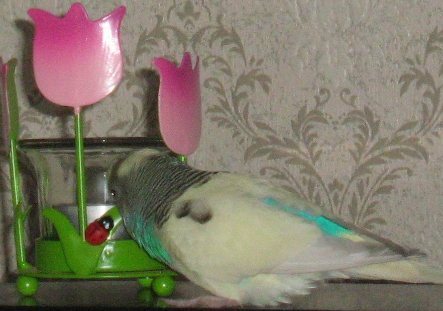 koko_chiamaia_IMG_0905.jpg