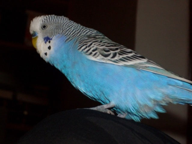 chiko.JPG