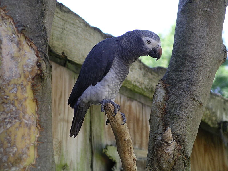 800px_Timneh_african_grey_parrot_31l07.JPG
