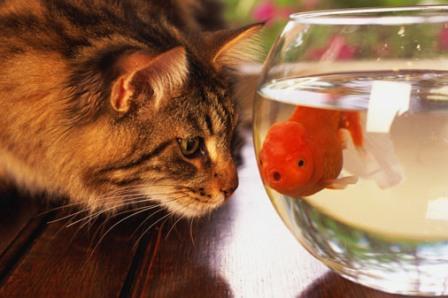 fish_and_cat.jpg