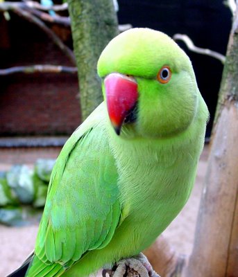 Green_indian_ring_necked_parakeet.jpg