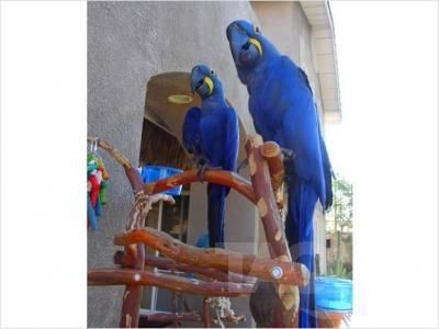 big_pair_20of_20hyacinth_20macaw_20for_20adoption_20101.jpg