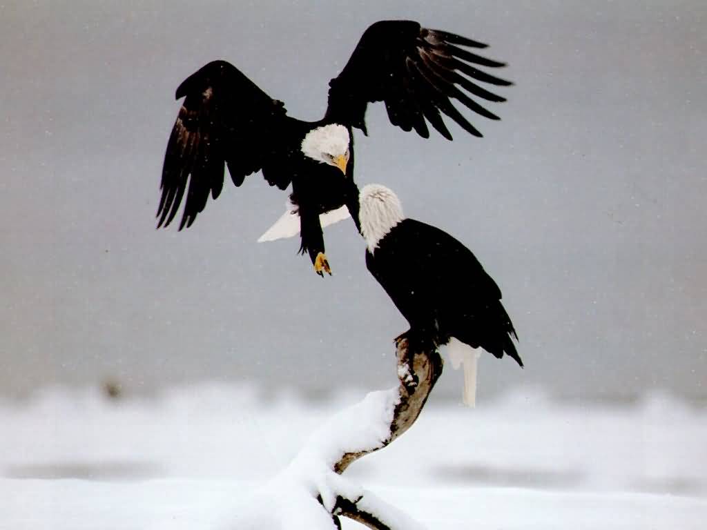 Bald_Eagles_1024x768.jpg