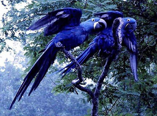 Hyacinth_Macaw1.jpg