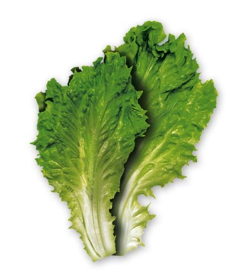 42759581_salad.jpg
