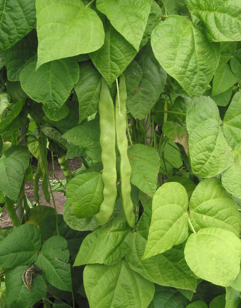 Phaseolusvulgaris.jpg