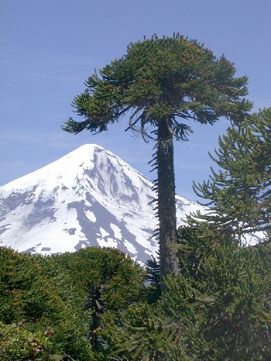 Araucaria_araucana_vor_Lanin_klein.jpg