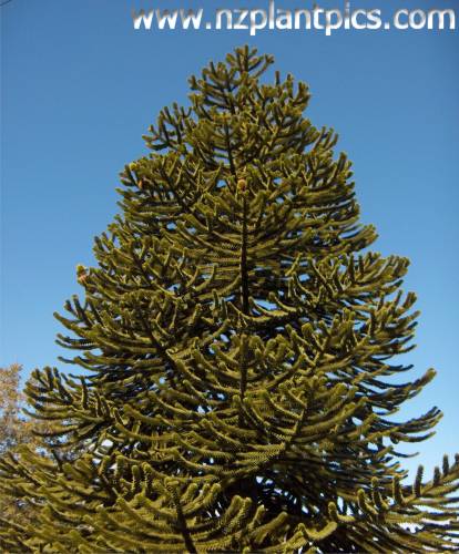 araucaria_araucana_small_04.jpg