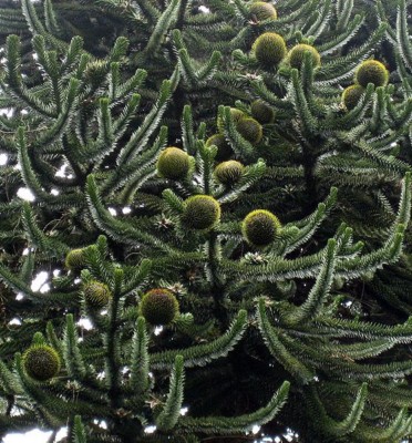 558px_Araucaria_araucana_cones___.jpg