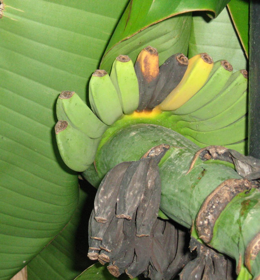 banani_1_IMG_1624.jpg