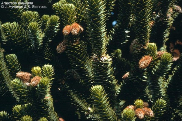 Araucaria_20pollen_20cones3_pp___.jpg
