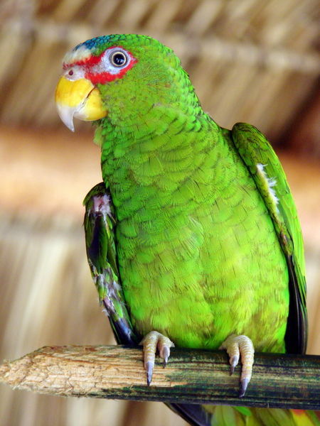 1417786_Green_Parrot__chatty_1.jpg