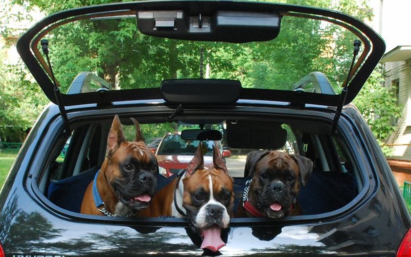 lovely_boxers.jpg