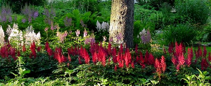 astilbe_flowers.jpg