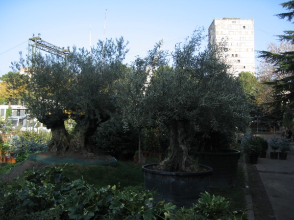 IMG_3653___.JPG