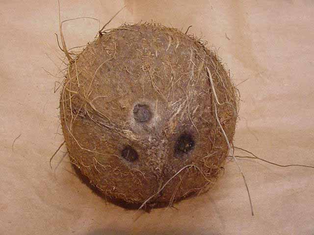 coconut.jpg