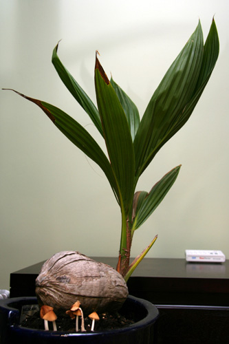 coconut_plant_1.jpg