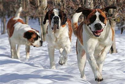 041224_saint_bernards_hmed_12p.hmedium.jpg