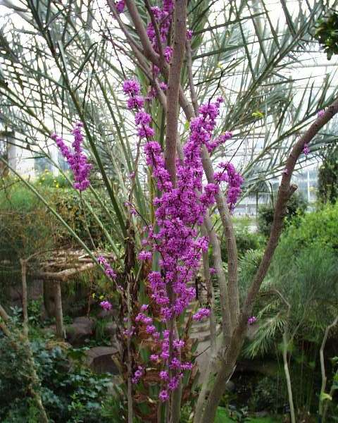 Bloom1045.jpg