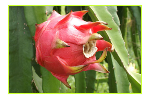 dragon_fruit.jpg