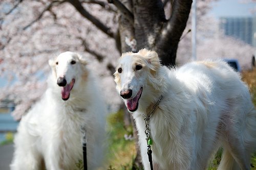 Russkaya_Psovaya_Borzaya_BORZOI__RUSSIAN_HUNTING_SIGHTHOUND7.jpg