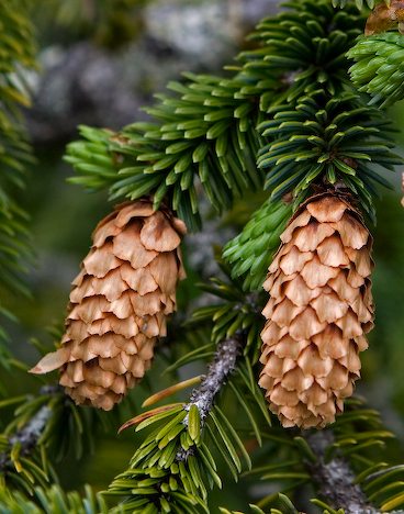 sitka_spruce_cones_8873.jpg