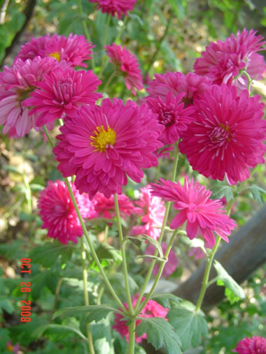DSC00198.jpg