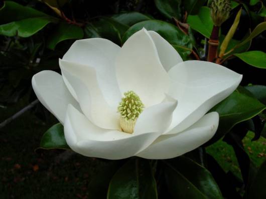 magnolia_flower_06.jpg