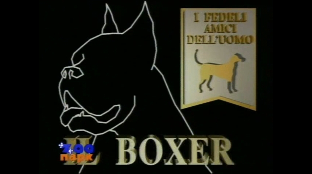 boxer.jpg