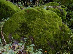 moss.jpg