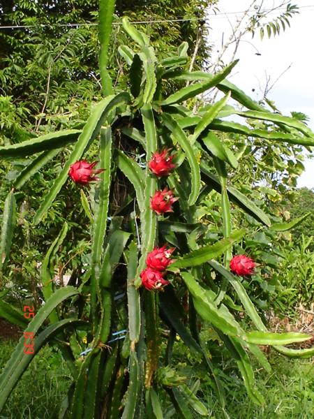 dragon_fruit3.jpg