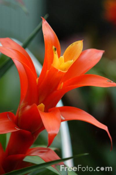 1450_09_56___Flowers__Keukenhof__Holland_The_Netherlands_web.jpg