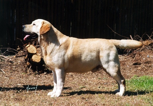 Gordy.jpg