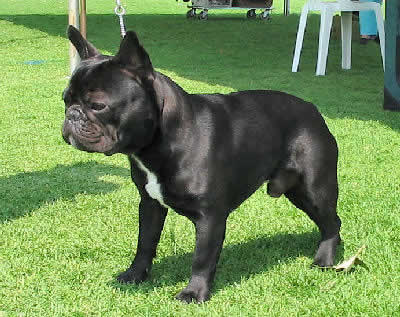 FrenchBulldogWDN_Ap6D.jpg