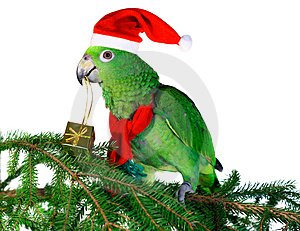 parrot_santa_2_thumb1346762.jpg