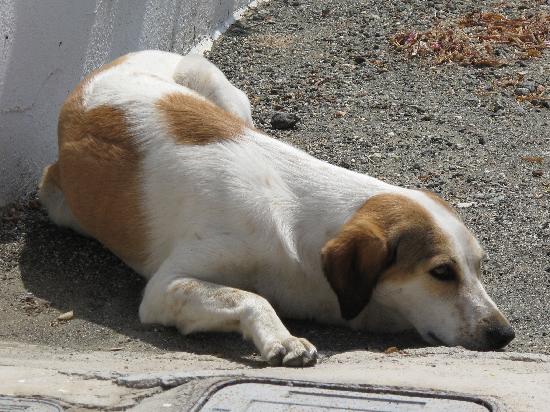 lola_a_super_sweet_dog.jpg