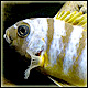 Cinotilapia.jpg