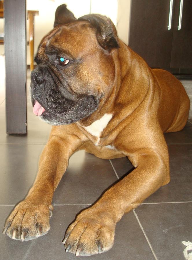 maximus.jpg